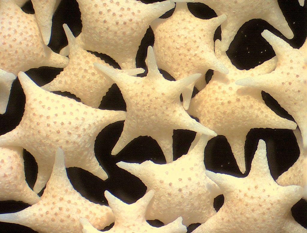 Foraminifera "Star sand" Hatoma Island - Japan