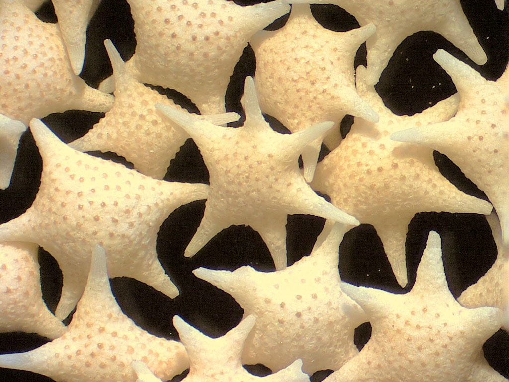 Foraminifera "Star sand" 