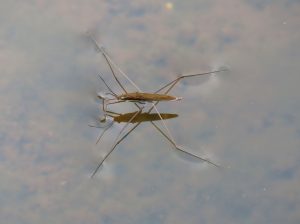 water strider